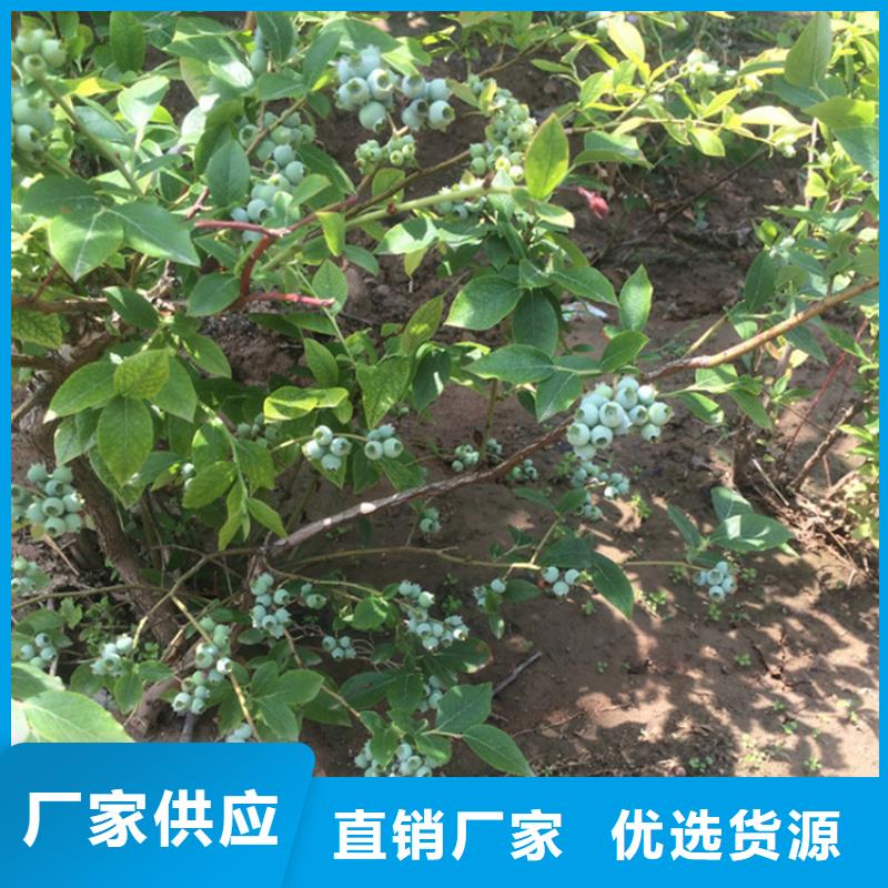 【蓝莓苗苹果苗品质无所畏惧】