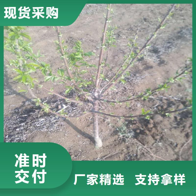 樱桃草莓苗24小时下单发货