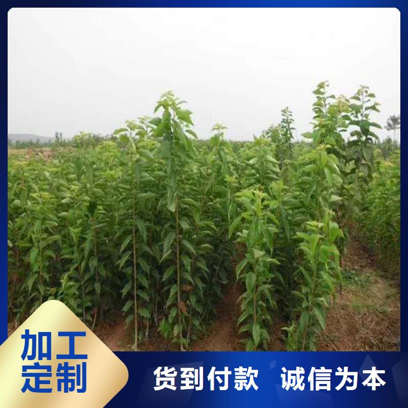 樱桃桃树苗定制定做