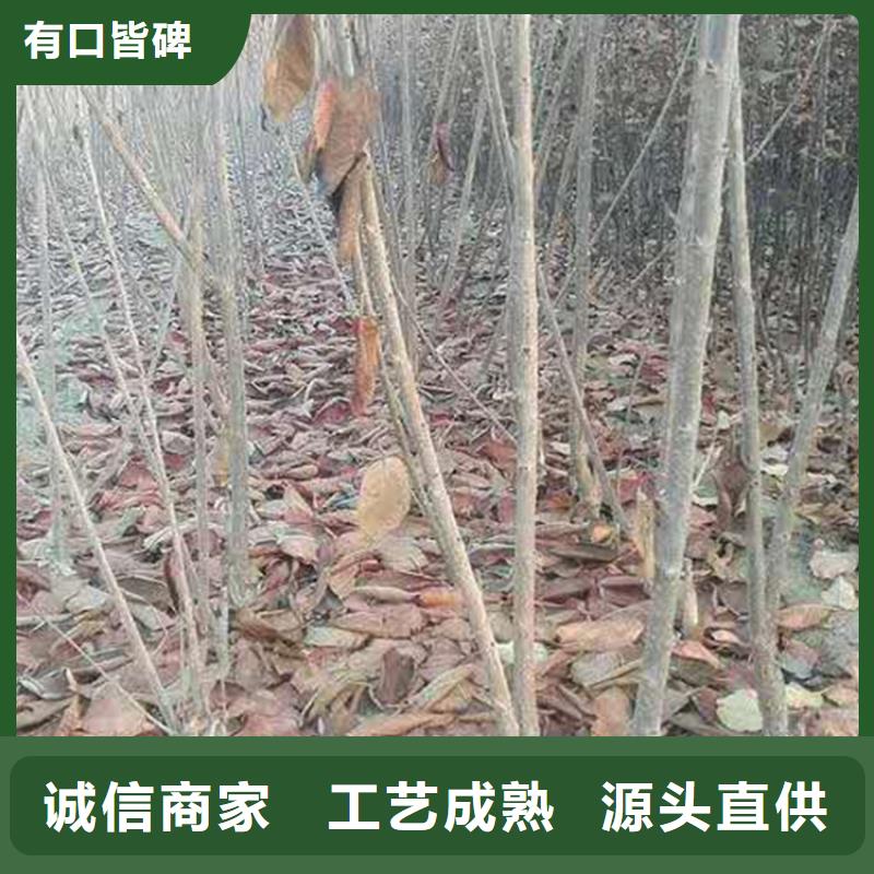 【樱桃】苹果苗工厂直营