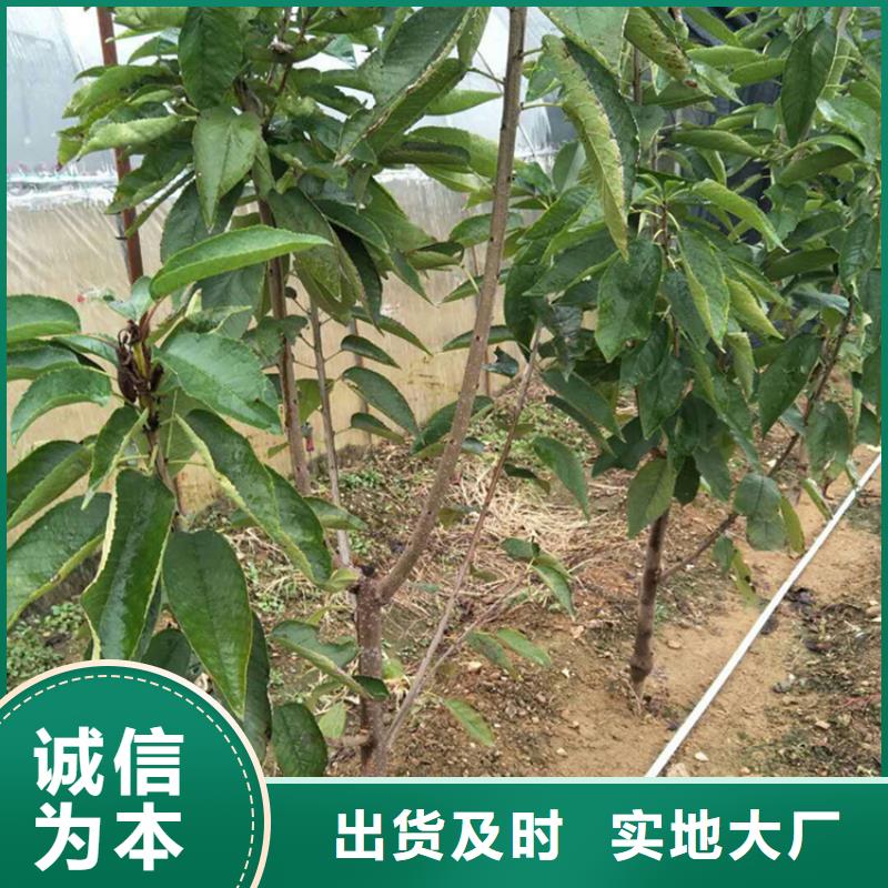 樱桃苹果苗厂家直销大量现货