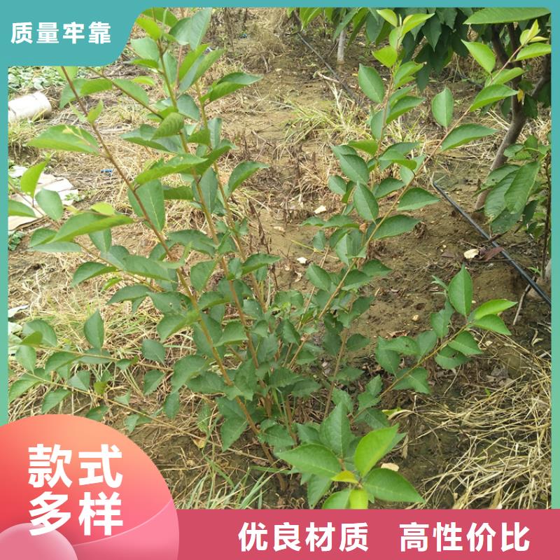 【樱桃】苹果苗工厂直营