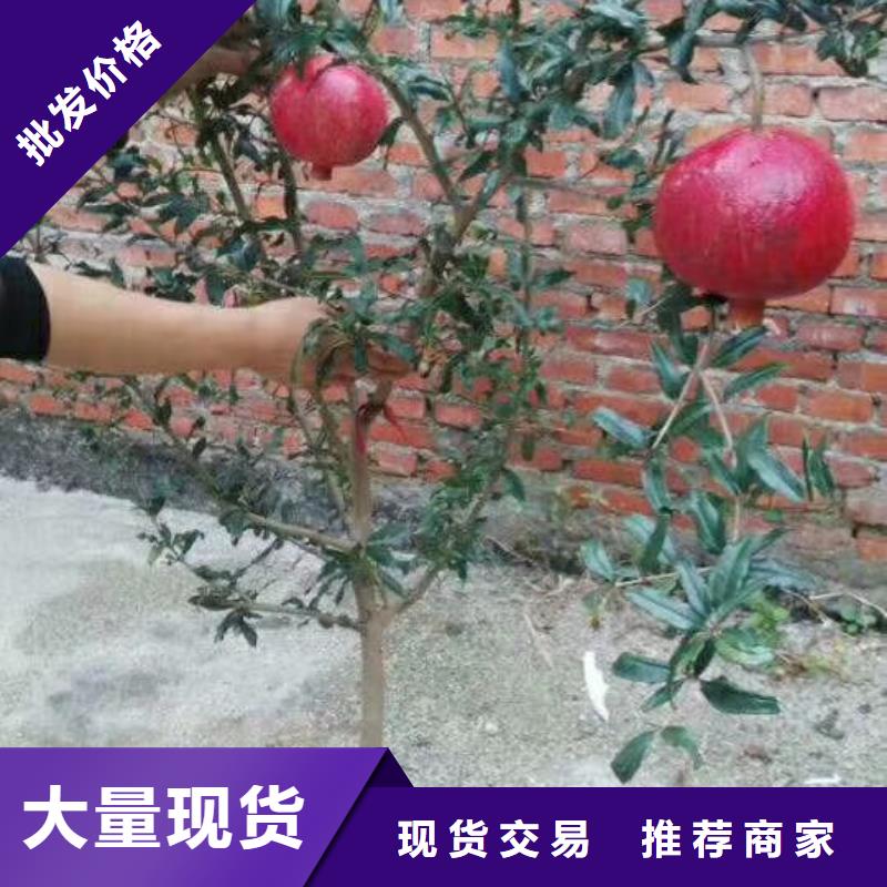 石榴桃树苗用途广泛