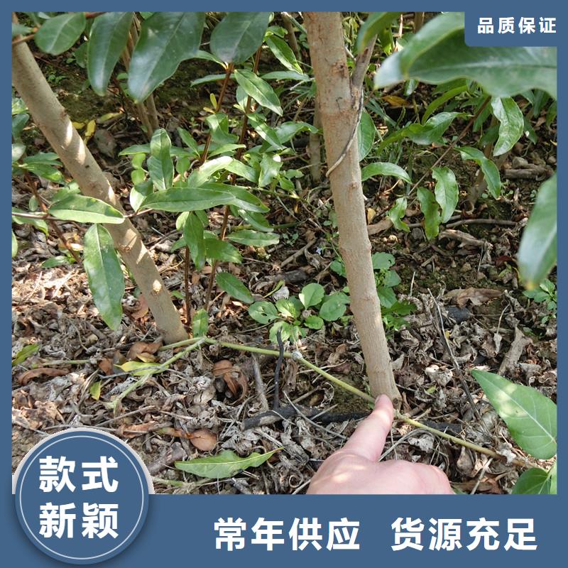 石榴苹果苗您想要的我们都有