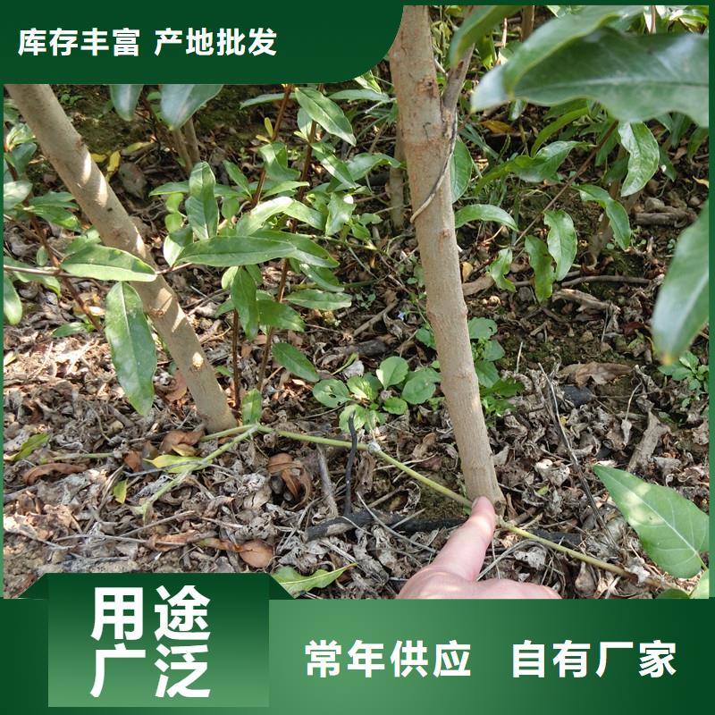 石榴板栗苗大量现货供应