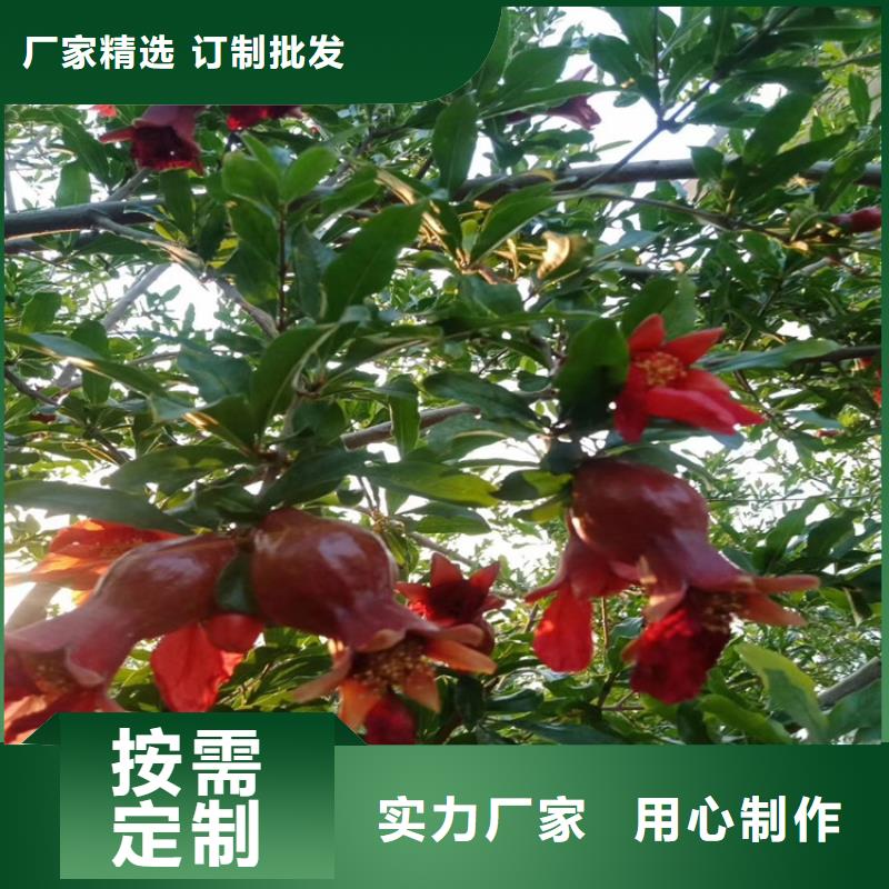 石榴蓝莓苗工艺层层把关