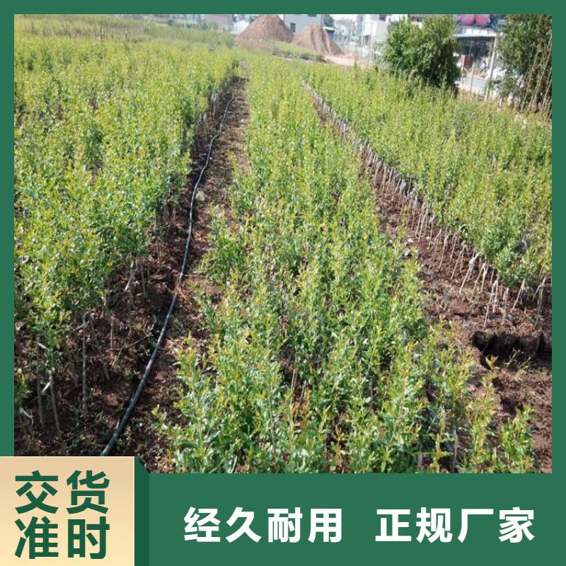 石榴蓝莓苗工艺层层把关