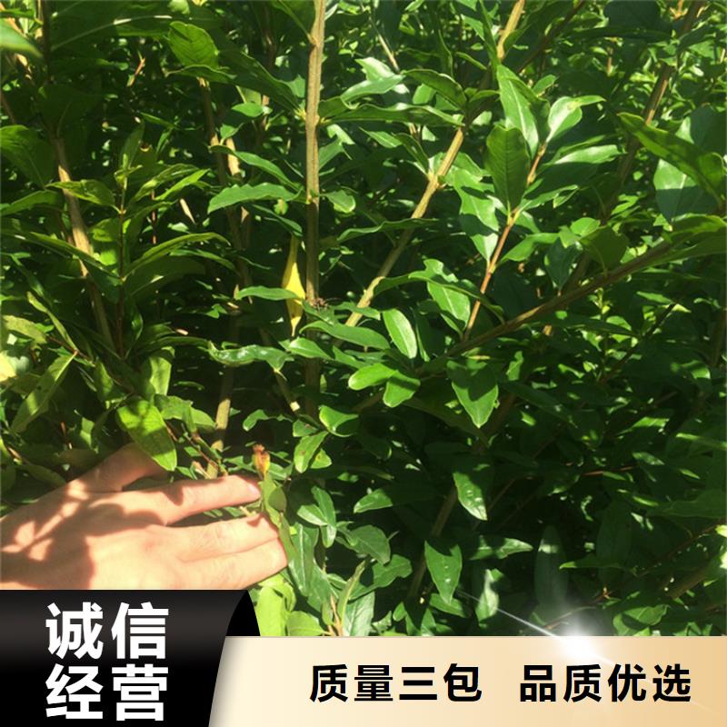 石榴苹果苗产地货源