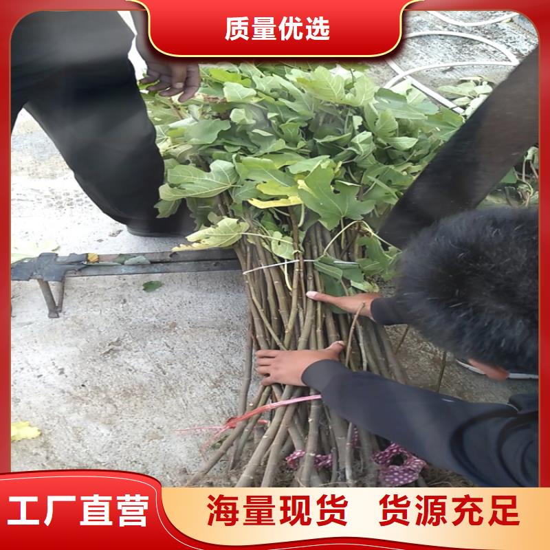 无花果蓝莓苗一致好评产品