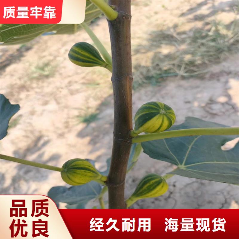 无花果【西瓜苗】严格把关质量放心