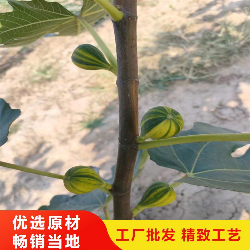 无花果【石榴苗】自有厂家