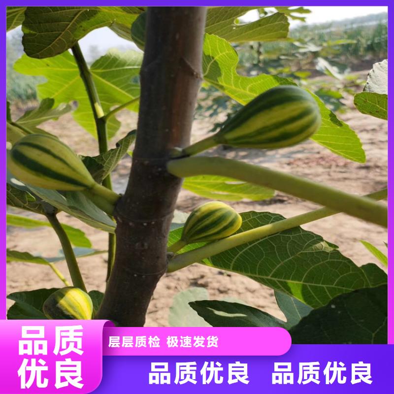 无花果蓝莓苗一致好评产品