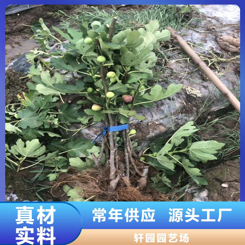 【无花果桃树苗敢与同行比价格】