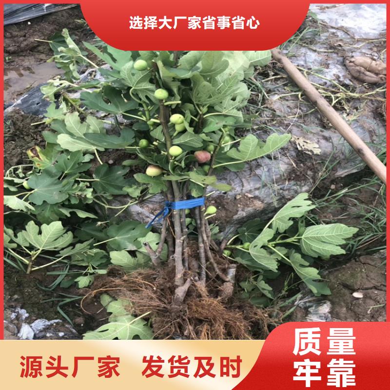 无花果西瓜苗定制批发