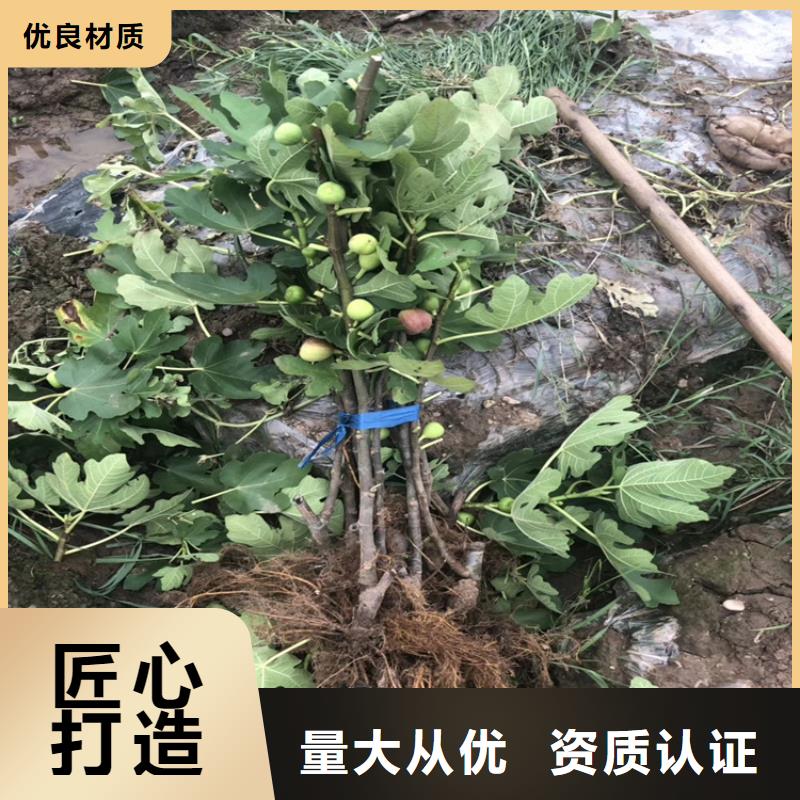 无花果西瓜苗定制批发