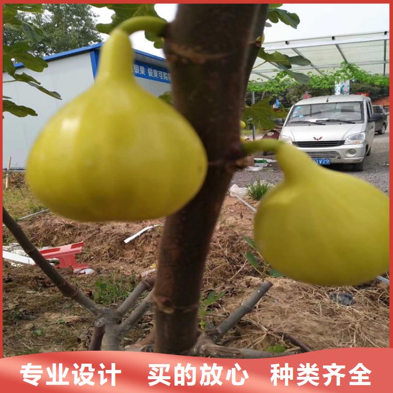 无花果石榴苗选择我们没错