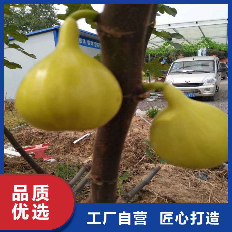 【无花果,樱桃苗品牌专营】