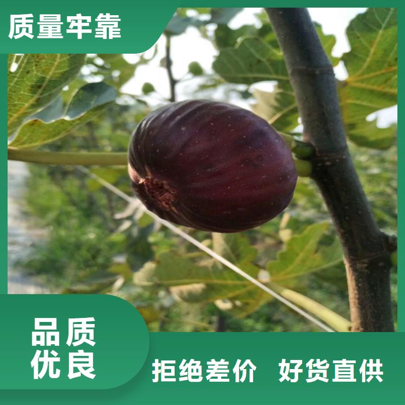 无花果苹果苗规格齐全