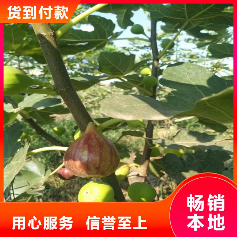 无花果樱桃苗规格齐全实力厂家