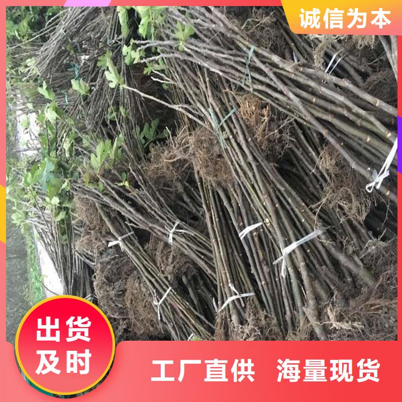 【无花果桃树苗敢与同行比价格】