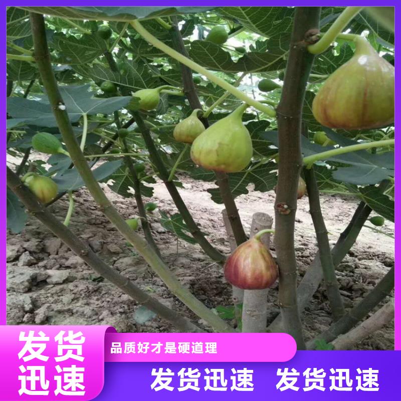 无花果苹果苗规格齐全