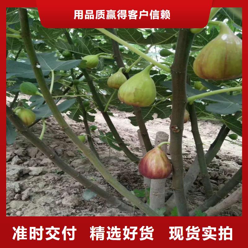 【无花果草莓苗厂家案例】