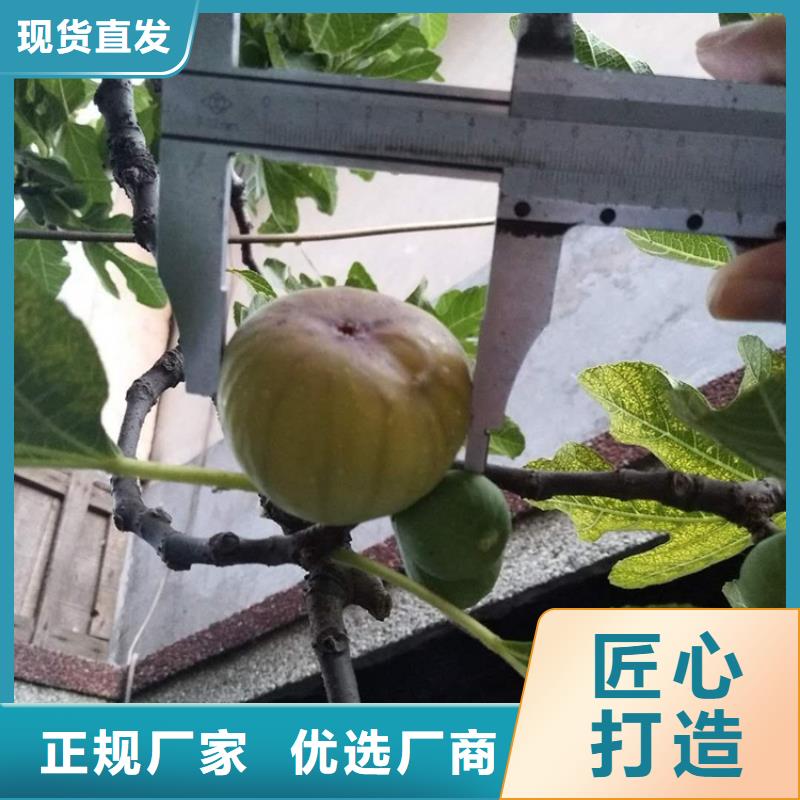 无花果梨树苗口碑好实力强