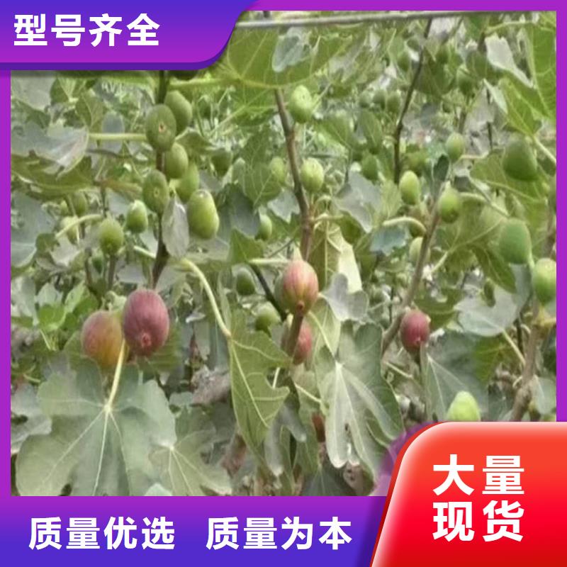 无花果无花果苗严选好货