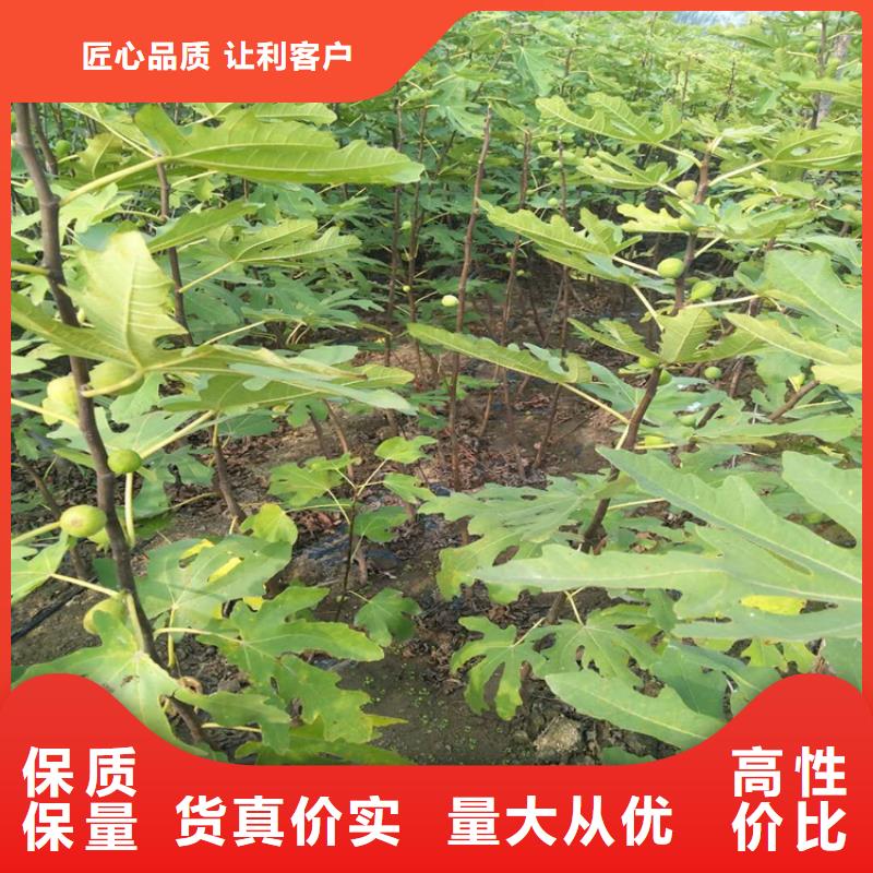 【无花果石榴树厂家直销直供】