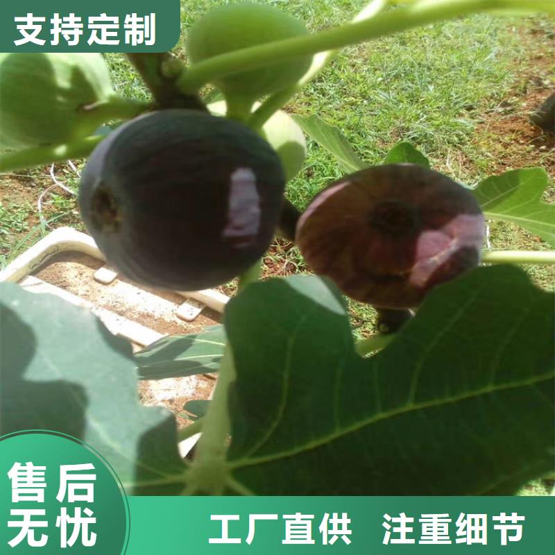 无花果樱桃苗定金锁价