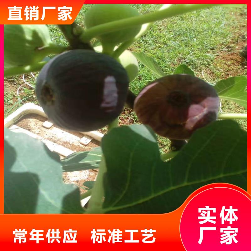 无花果西瓜苗定制批发