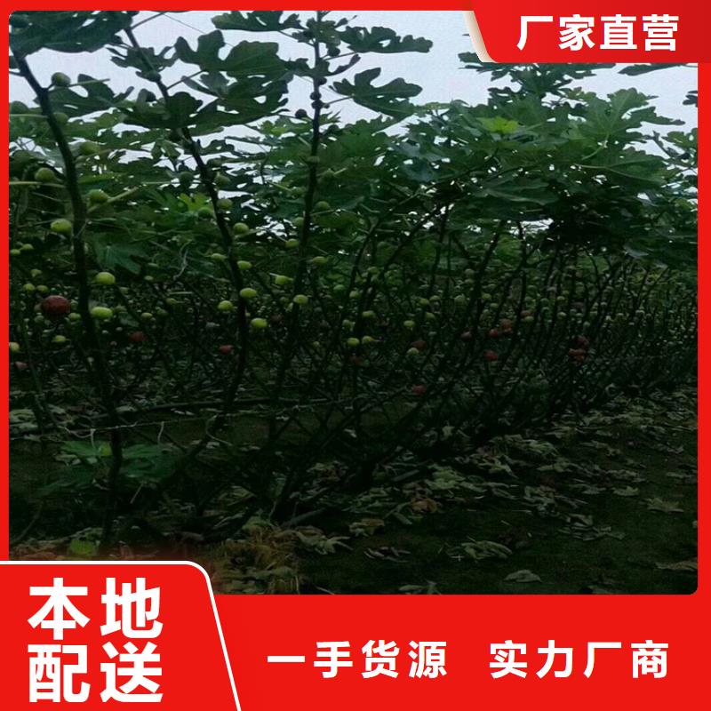 无花果西瓜苗定制批发