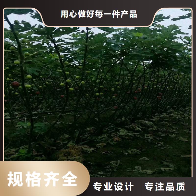 无花果,梨树苗对质量负责