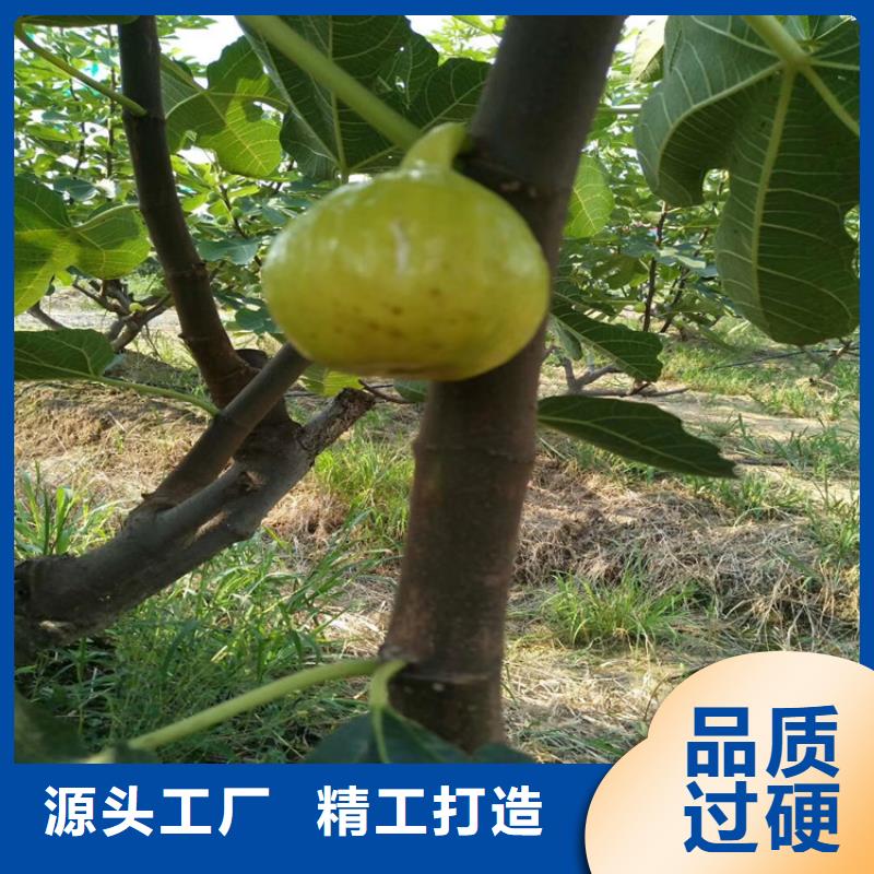 【无花果,樱桃苗品牌专营】