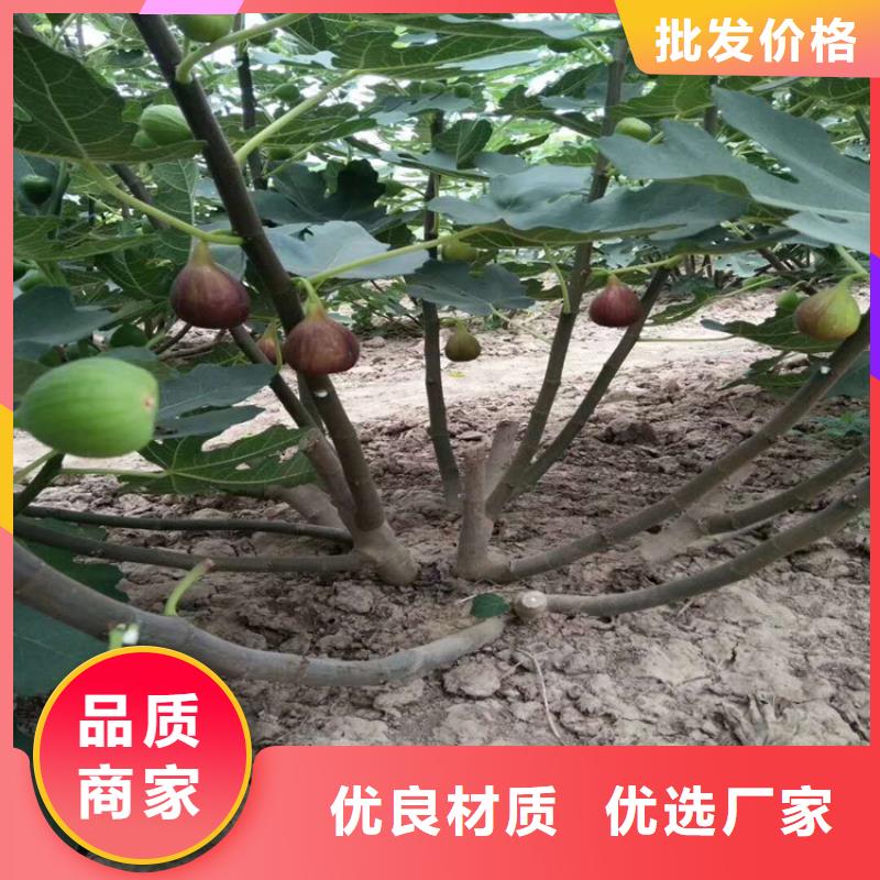 无花果无花果苗精心推荐