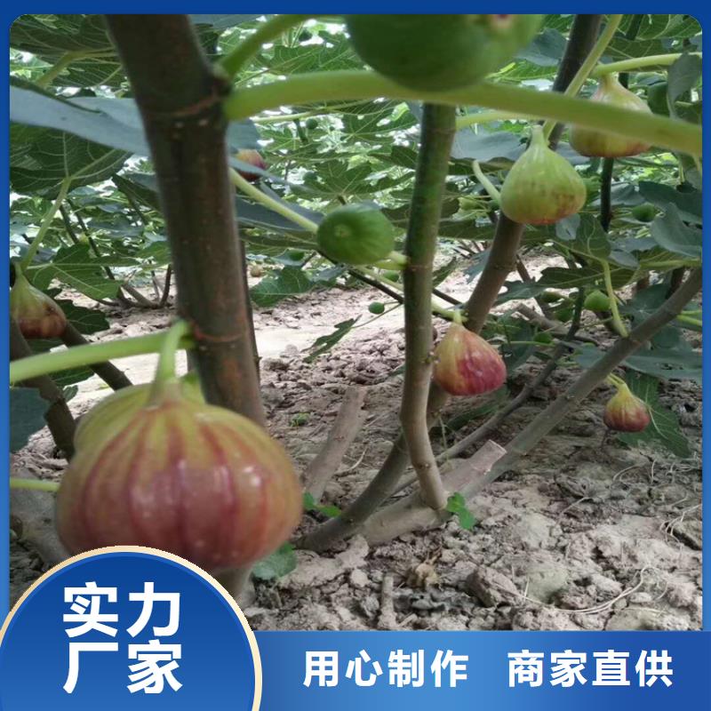 无花果苹果苗用途广泛