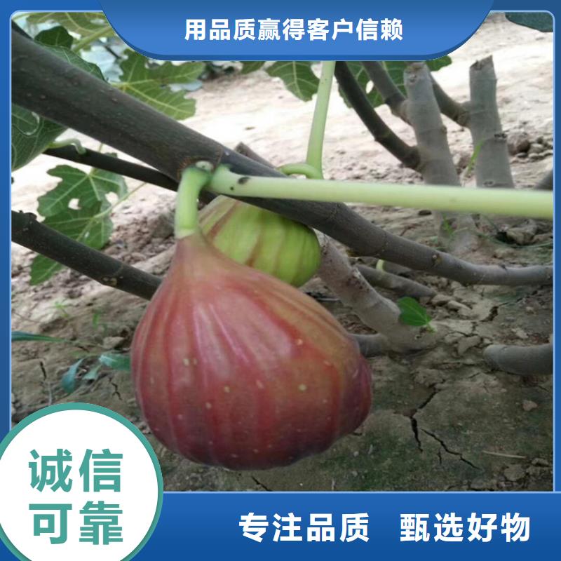 【无花果桃树苗敢与同行比价格】