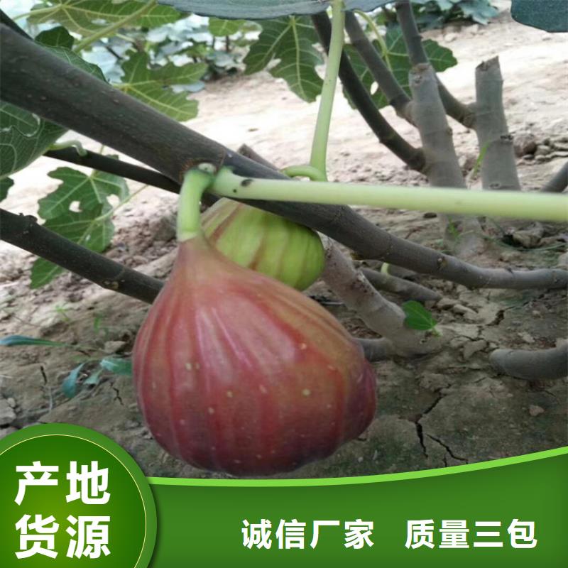 无花果石榴苗选择我们没错