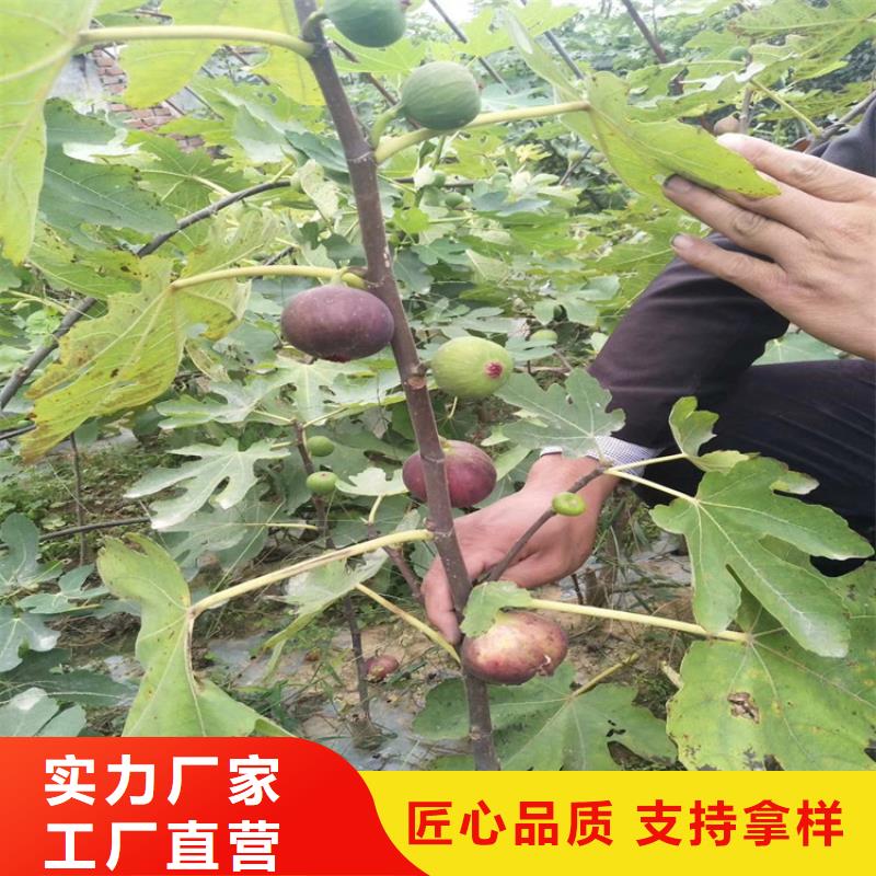 【无花果】-梨树苗价格地道