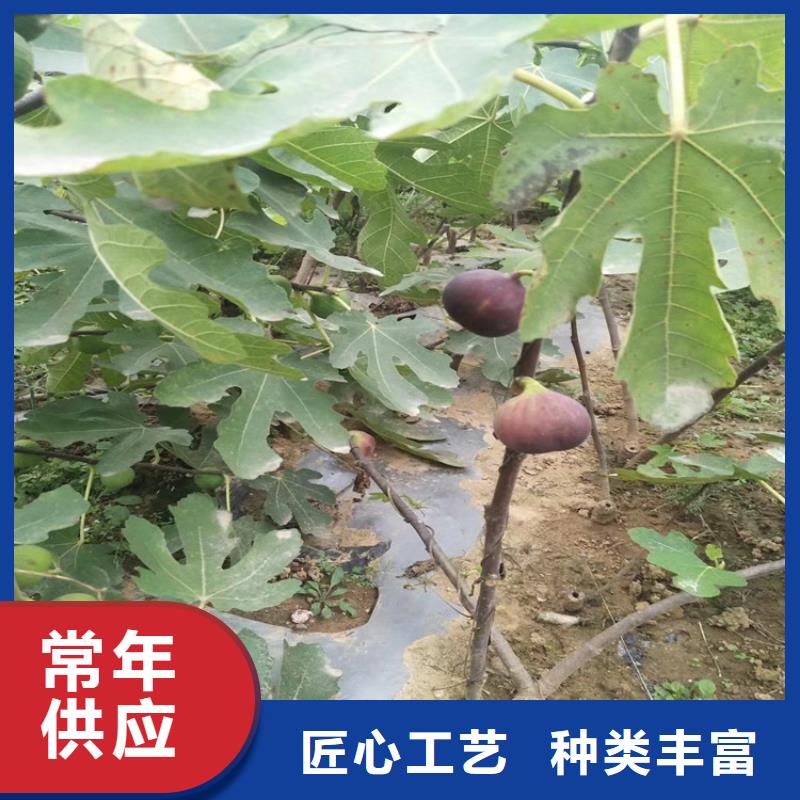 无花果西瓜苗定制批发