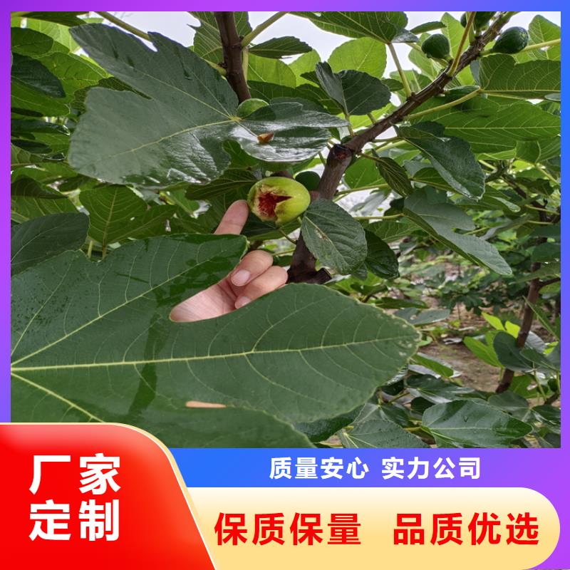 无花果樱桃苗可定制