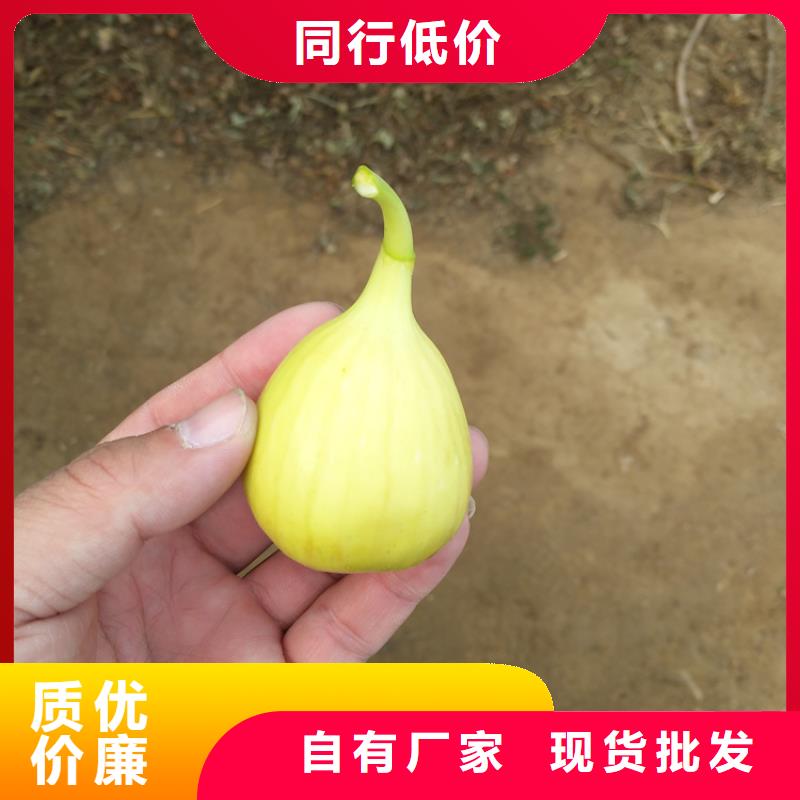 无花果无花果苗精心推荐