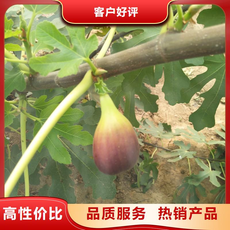 无花果,桃树苗拥有多家成功案例