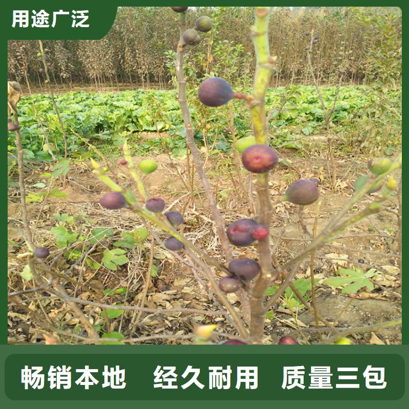 无花果樱桃苗定金锁价