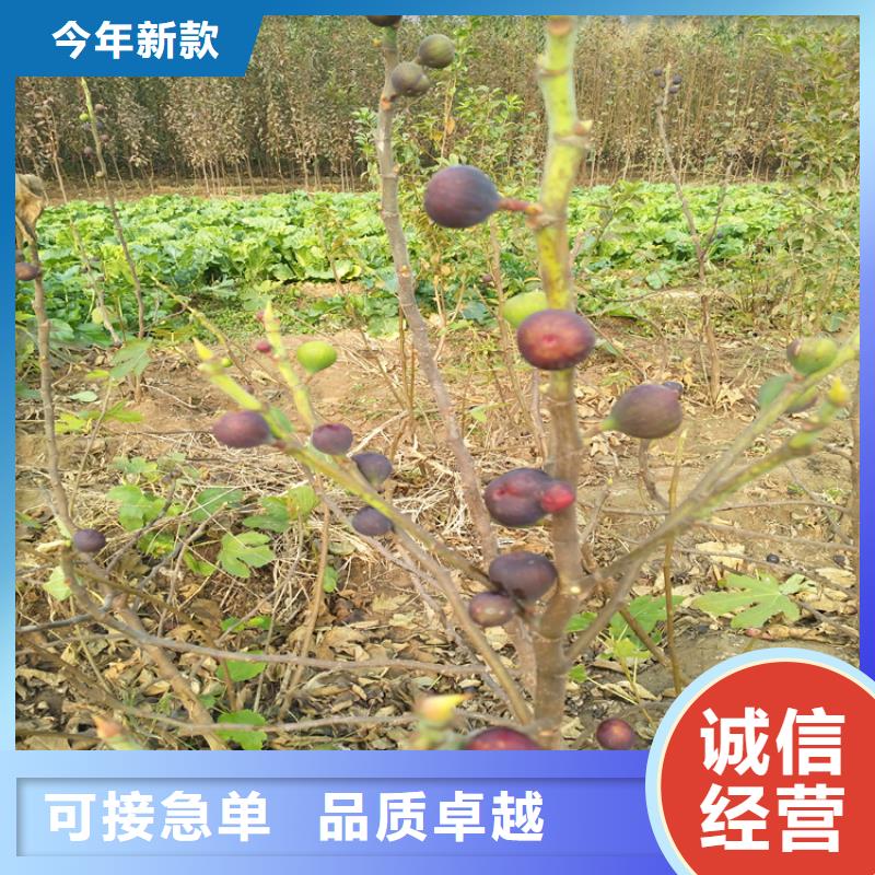 【无花果桃树苗敢与同行比价格】