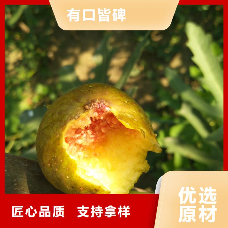 【无花果草莓苗厂家案例】