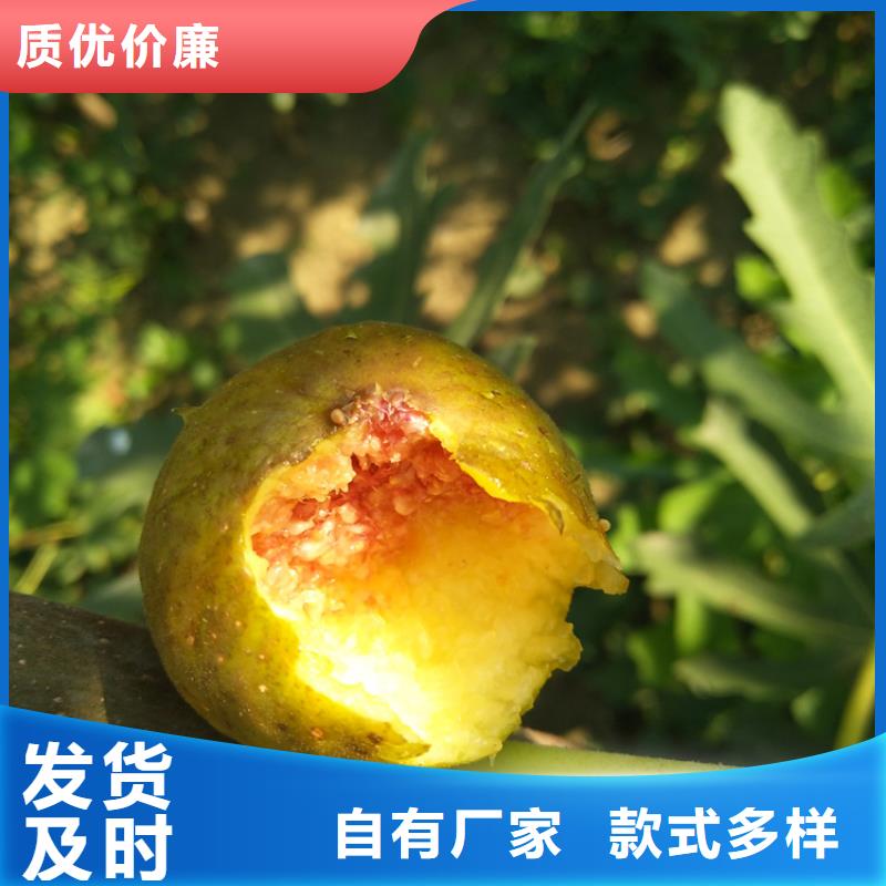 无花果苹果苗规格齐全