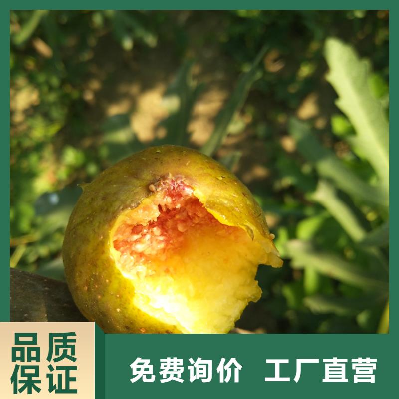 无花果石榴树好品质经得住考验