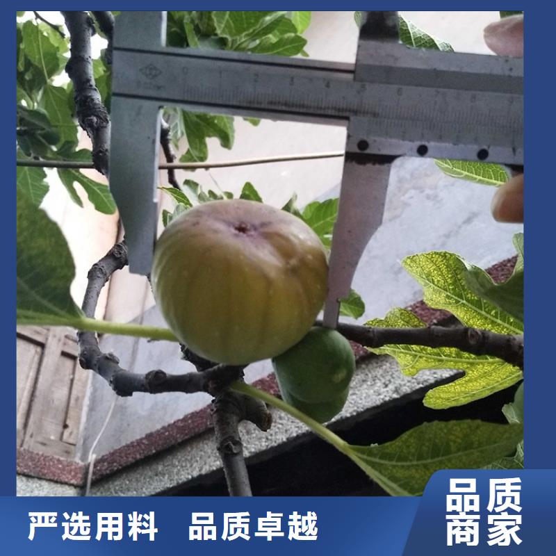 无花果无花果苗精心推荐