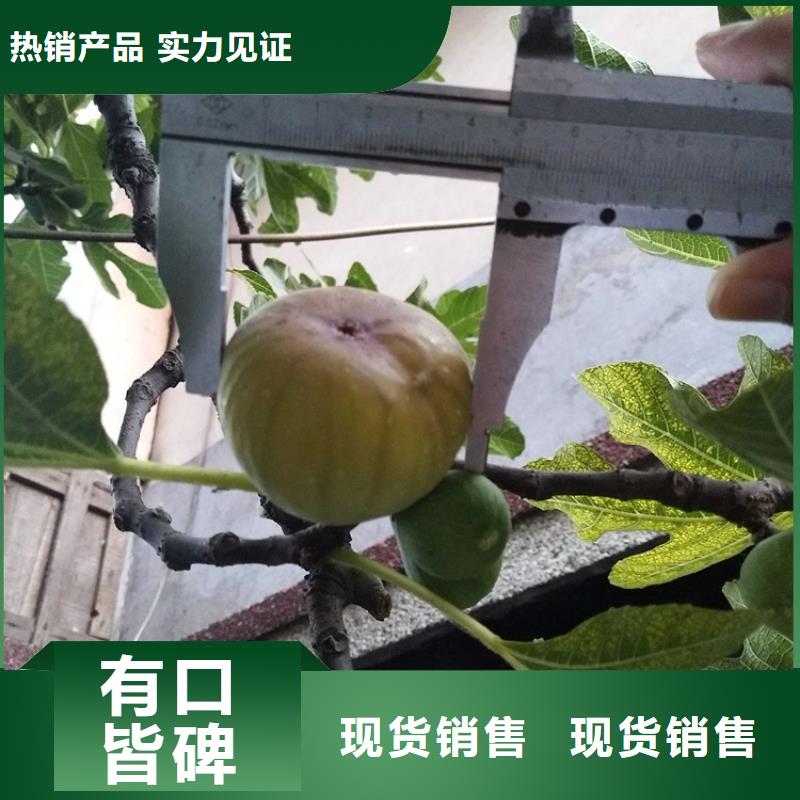 【无花果桃树苗敢与同行比价格】